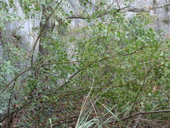 Litsea parvifolia