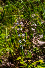 Stachys nigricans