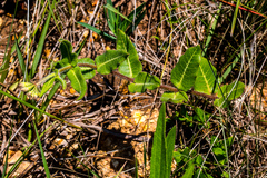 Xysmalobium parviflorum