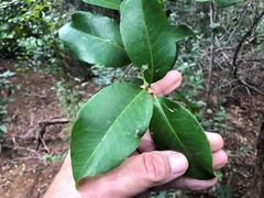 Croton acronychioides