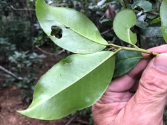 Croton acronychioides