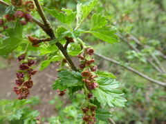 Ribes cucullatum