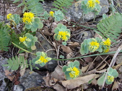 Sedum palmeri