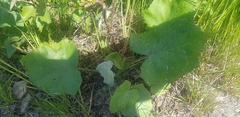 Tussilago farfara