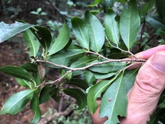 Casearia multinervosa