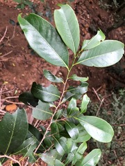 Casearia multinervosa