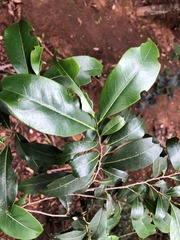 Casearia multinervosa