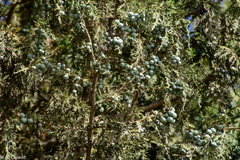 Juniperus procera