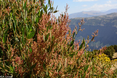 Rumex nervosus