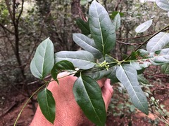 Parsonsia leichhardtii
