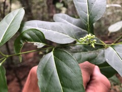 Parsonsia leichhardtii