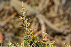 Helichrysum horridum