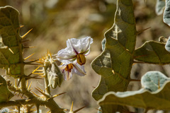 Solanum marginatum