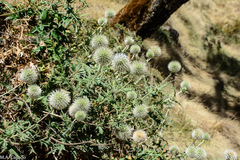 Echinops macrochaetus