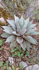 Agave ovatifolia