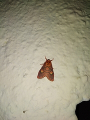 Ammatho cuneonotatus