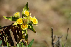Asteraceae