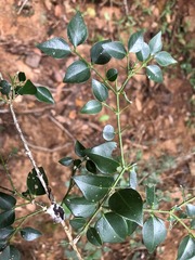 Strychnos psilosperma