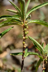 Clutia abyssinica