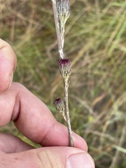 Senecio discodregeanus