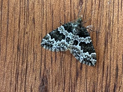 Electrophaes corylata