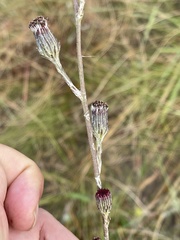 Senecio discodregeanus
