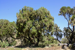 Erica arborea