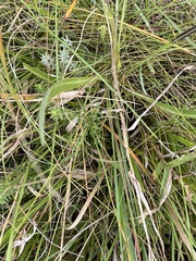 Senecio discodregeanus