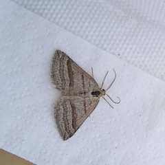 Scotopteryx coarctaria