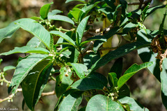 Discopodium penninervium