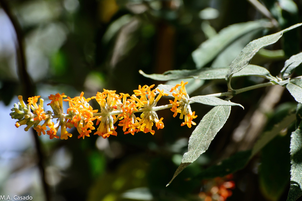 Buddleja polystachya