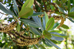 Rapanea melanophloeos