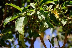 Discopodium penninervium