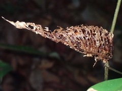 Rhombodera