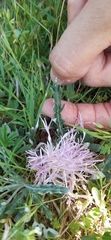 Jurinea humilis