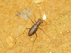 Jansenia semisetigerosa