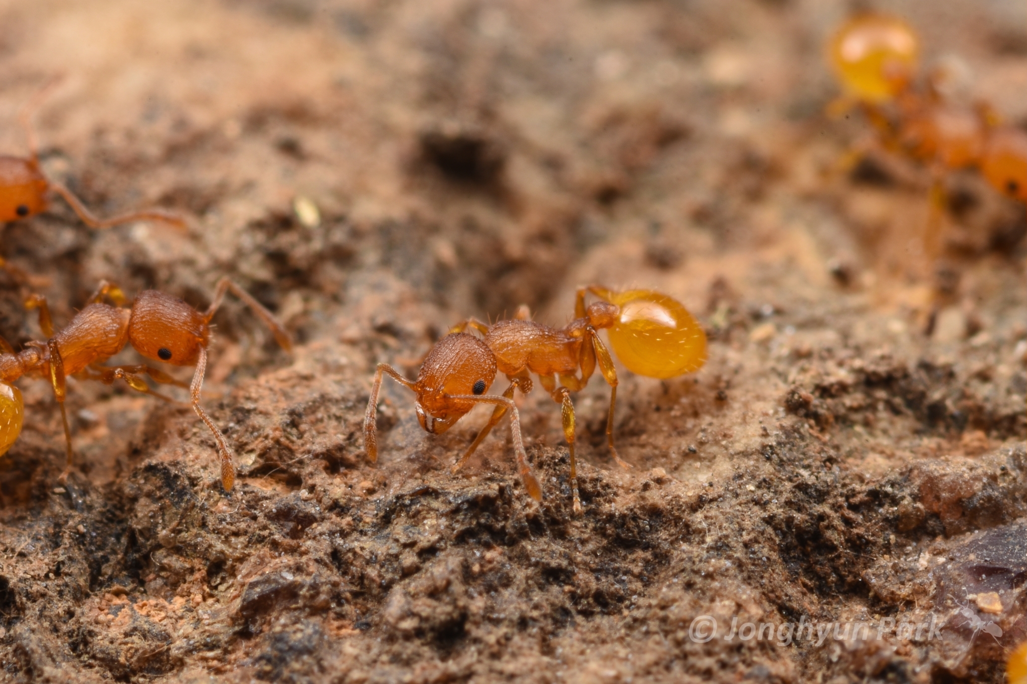 Temnothorax xanthos