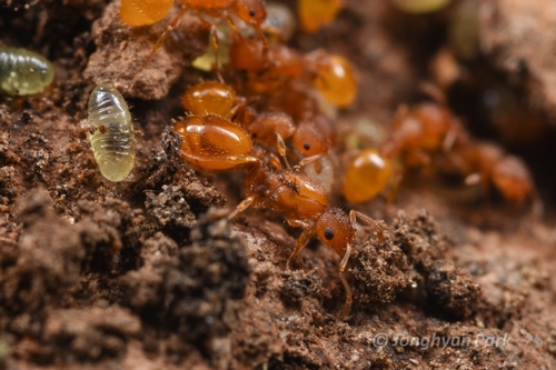 黄色切胸蚁Temnothorax xanthos