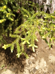 Picea orientalis