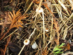 Crinipellis scabella