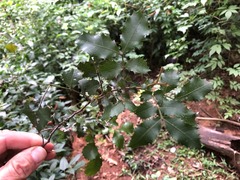 Alectryon subdentatus