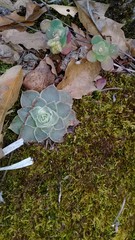 Echeveria simulans