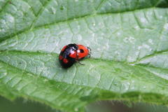 Adalia bipunctata