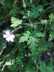 Geranium robertianum