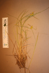 Carex cryptolepis