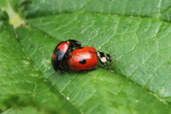 Adalia bipunctata