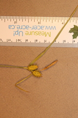 Carex cryptolepis