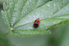 Adalia bipunctata