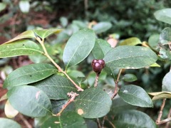 Cleistanthus cunninghamii