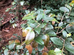 Cleistanthus cunninghamii